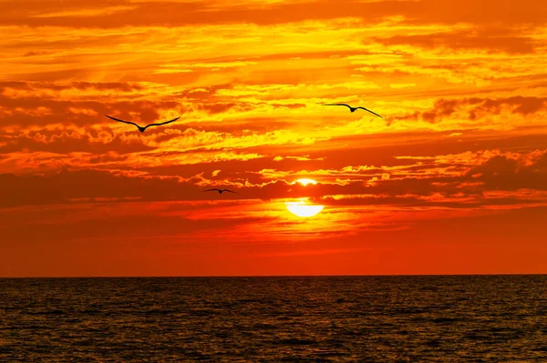 Τρία Πουλιά Πετούν Στο Ζωηρό Πορτοκαλί Ηλιοβασίλεμα Του Ωκεανού — Φωτογραφία Αρχείου