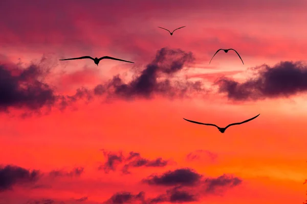 Flock Birds Flying Vibrant Cloud Filled Sunset Sky — Stock Photo, Image