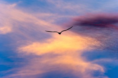 Kanatlarıyla Uçan Tek Bir Kuş Canlı Renkli Günbatımına Karşı Siluetlendi