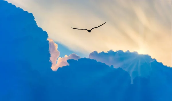 Bird Silhouette Flying Clouds Moving Sun Rays — Stock fotografie