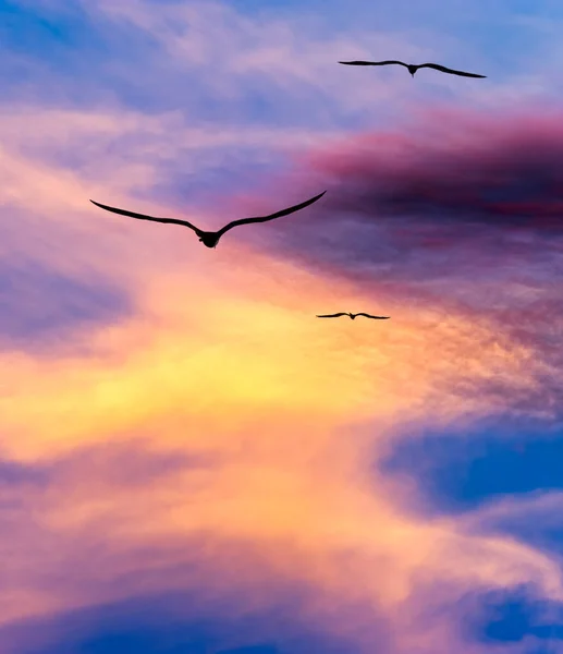 Три Птицы Летают Крыльями Распространяющимися Силуэт Против Яркого Красочного Неба — стоковое фото