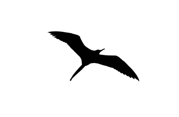 Szczegółowa Sylwetka Ptaka Rozprzestrzenianiu Skrzydła Locie Jest Izolowany Białym Tle — Zdjęcie stockowe