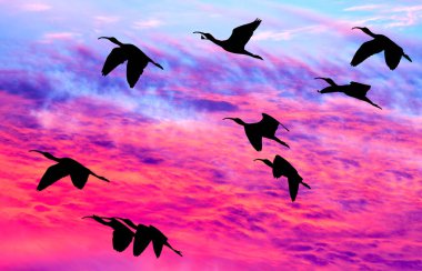 Kanatları olan bir kuş sürüsü canlı renkli bir günbatımına karşı Siluet ile uçuyor.