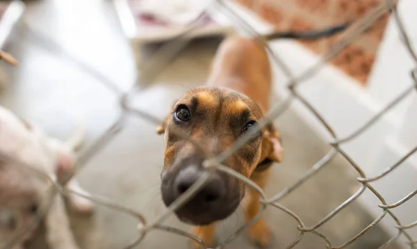 Shelter Dog Looking Fenced Enclosure Longing Look Face — Stock Photo, Image