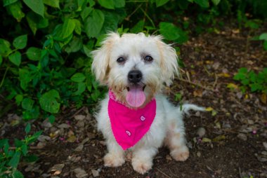 Şirin, beyaz bir köpek suratında komik bir ifadeyle kameraya bakıyor.