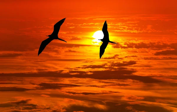 Dois Pássaros Pássaros Estão Voando Silhueta Contra Pôr Sol Laranja — Fotografia de Stock