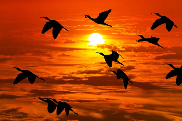 Flock Fåglar Flyger Silhouetted Mot Levande Orange Solnedgång — Stockfoto
