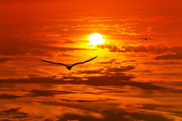 两只小鸟迎着明亮的橙色落日飞翔 — 图库照片