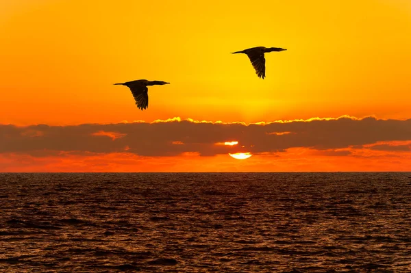 Deux Oiseaux Volent Silhouette Contre Coucher Soleil Orange Vibrant — Photo