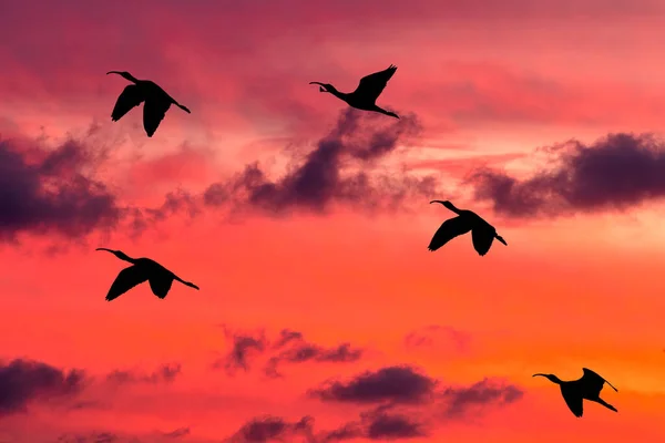 Flock Birds Flying Vibrant Cloud Filled Sunset Sky — стоковое фото