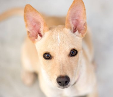 Büyük gözlü şirin bir yavru köpek dikey görüntü formatında yukarı bakıyor.