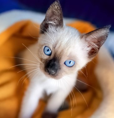 An Adorable Rescue Kitten Cat is Looking Up In Vertical Image Format