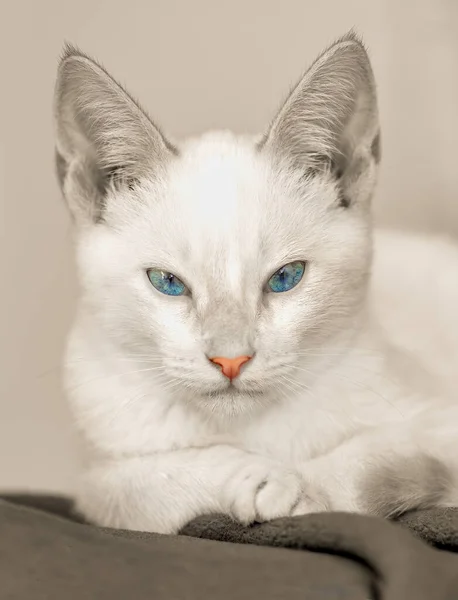 Gatinho Branco Com Olhos Azuis Está Olhando Formato Imagem Vertical — Fotografia de Stock