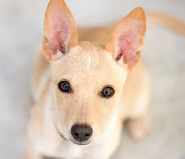 Söt Valp Hund Med Stora Ögon Tittar Upp Vertikal Bildformat — Stockfoto