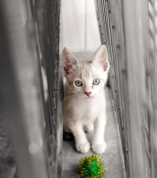 Cute White Kitten Looking Its Toy Vertical Image Format — Stock Photo, Image