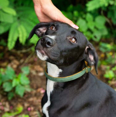Utangaç bir barınak köpeği dikey görüntü biçiminde sevgiyle okşanıyor
