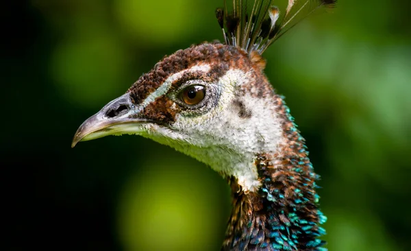 A Profile Closeup Of A Female Peacock