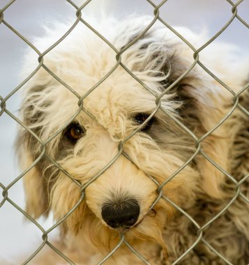 Üzgün görünüşlü bir köpek, bir hayvan barınağına bakıyor.
