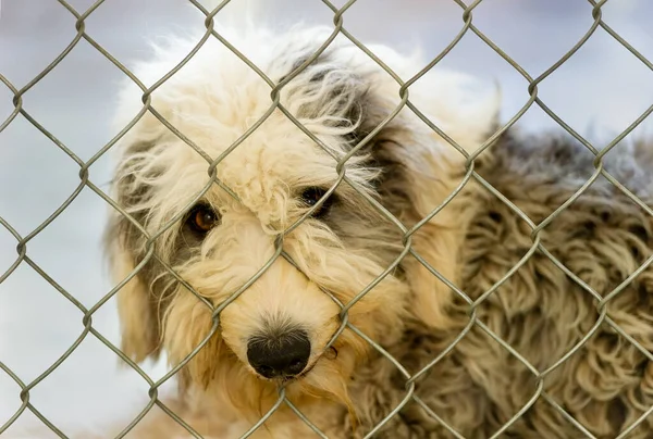 Perro Triste Está Mirando Través Valla Refugio Animales — Foto de Stock