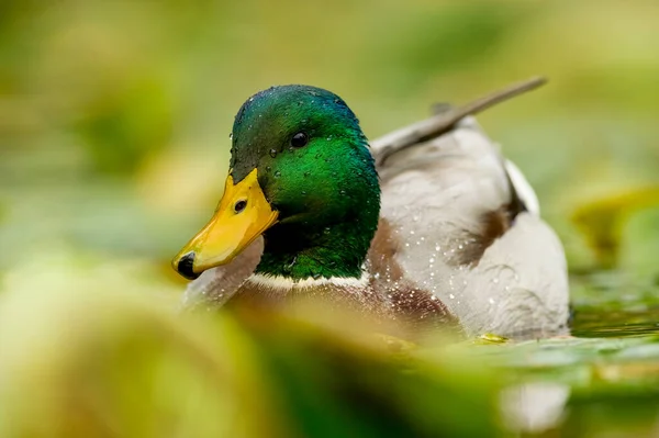 Plně Podrobný Snímek Hlavy Kachny Mallard Přírodou Pozadí — Stock fotografie