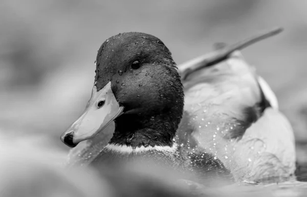 Full Detailed Head Shot Male Mallard Duck Nature Surroundings Black — Stock Photo, Image