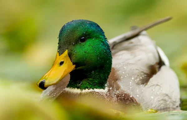 Full Detailed Head Shot Mallard Duck Nature Surroundings Background — Stock Photo, Image