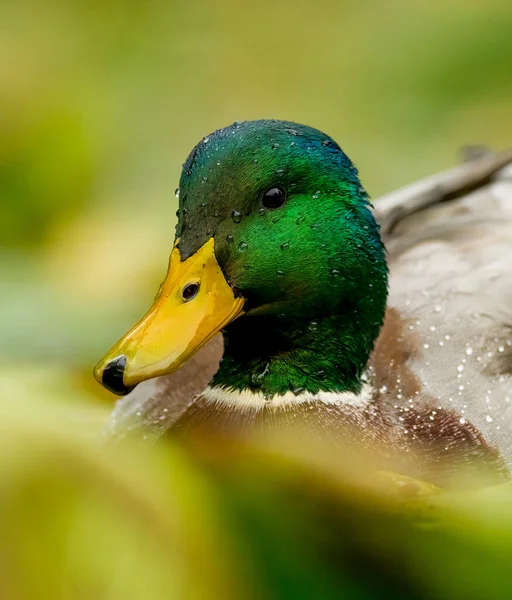 Full Detailed Head Shot Mallard Duck Nature Surroundings Vertical Image — Stock Photo, Image