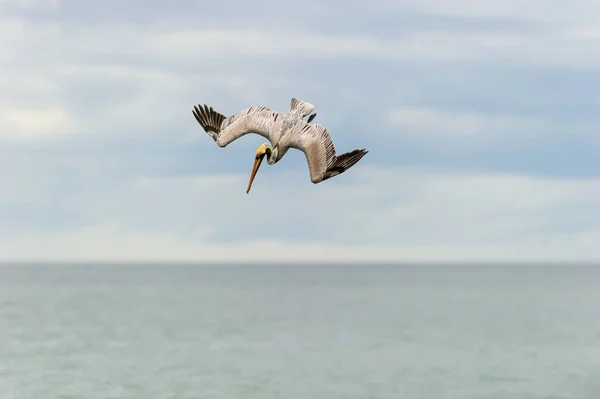 Pelican Diving Water Wings Fully Spread — Stock Photo, Image