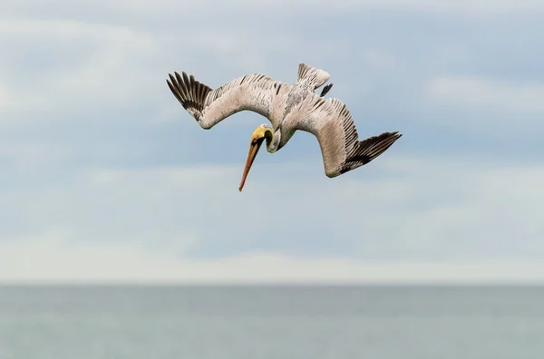 Pelican Scufundă Spre Apă Aripi Complet Răspândite — Fotografie, imagine de stoc