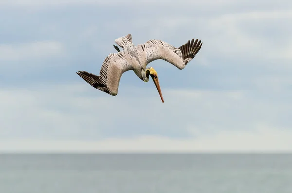 Pelican Scufundă Spre Apă Aripi Complet Răspândite — Fotografie, imagine de stoc