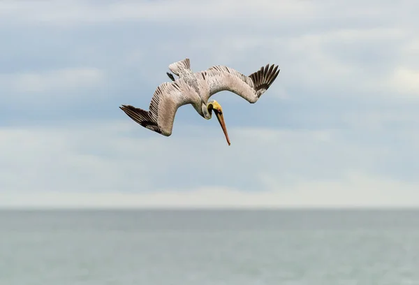 Pelican Scufundă Spre Apă Aripi Complet Răspândite — Fotografie, imagine de stoc