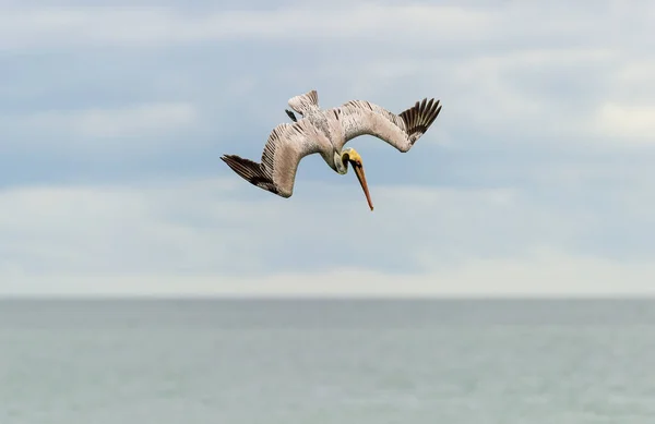 Pelikan Nurkuje Kierunku Wody Skrzydłami Pełni Rozłożonymi — Zdjęcie stockowe