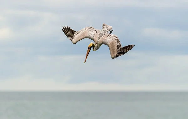 Pelican Scufundă Spre Apă Aripi Complet Răspândite — Fotografie, imagine de stoc