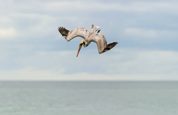 Pelican Scufundă Spre Apă Aripi Complet Răspândite — Fotografie, imagine de stoc