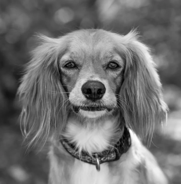 Belo Cocker Spaniel Retrato Livre Natureza Preto Vertical Branco Formato — Fotografia de Stock