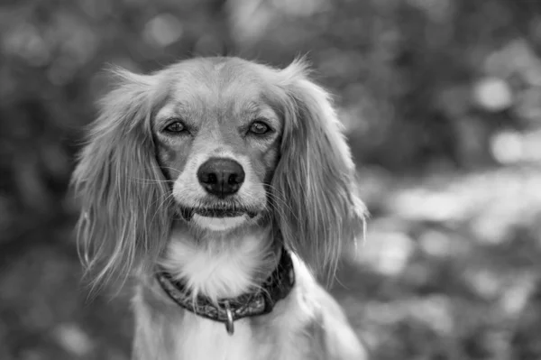 Piękny Cocker Spaniel Portret Zewnątrz Naturze Czarno Białym Formacie — Zdjęcie stockowe