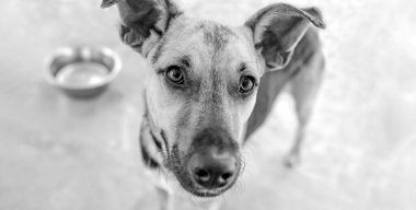Bir köpek, köpeğiyle arka planda siyah-beyaz resim formatında beklerken hevesli görünüyor.