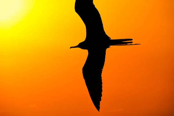 Ein Einzelner Vogel Fliegt Mit Flügeln Die Einem Vertikalen Bildformat — Stockfoto