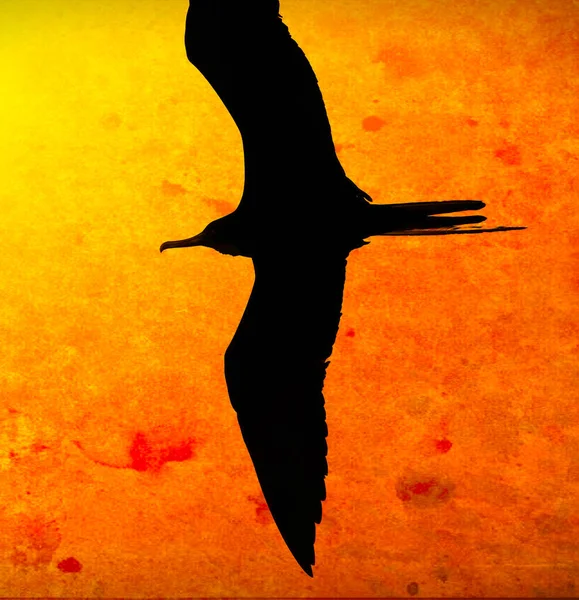 Single Bird Flying Wings Spread Silhouetted Vivid Colorful Sunset Sky — Stock Photo, Image