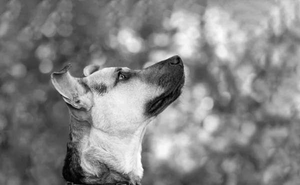 Προφίλ Ενός Γερμανικού Σκύλου Σέπαρντ Που Ψάχνει Ανυπομονησία Ασπρόμαυρη Μορφή — Φωτογραφία Αρχείου