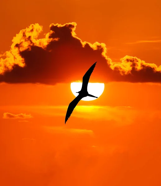 A Silhouette Of A Bird Is Flying Past The White Glowing Sun With Wings Fully Spread In Vertical Image format