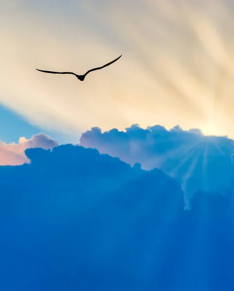 Silueta Ptáka Letí Směrem Bílým Zářícím Slunečním Paprskům Křídly Plně — Stock fotografie