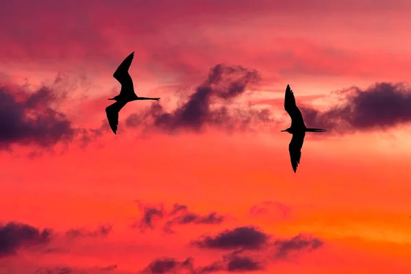 Δύο Πουλιά Πετούν Μέσα Από Ένα Πολύχρωμο Σύννεφο Γεμάτο Sunset — Φωτογραφία Αρχείου