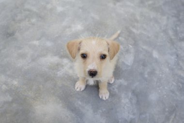 Şirin köpek yavrusu köpek gözlerini yukarıya bakıyor