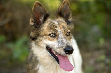 Güzel gözleri açık closeup ile köpek kömür ocağı