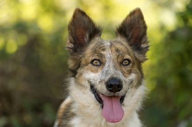 Köpek mutlu ve güzel kömür ocağı