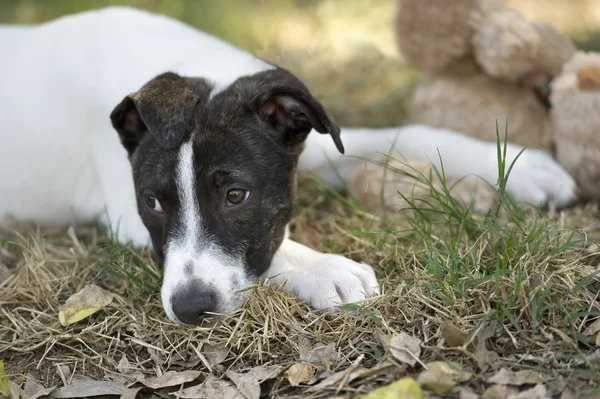 Olhos de cão triste deitado — Fotografia de Stock