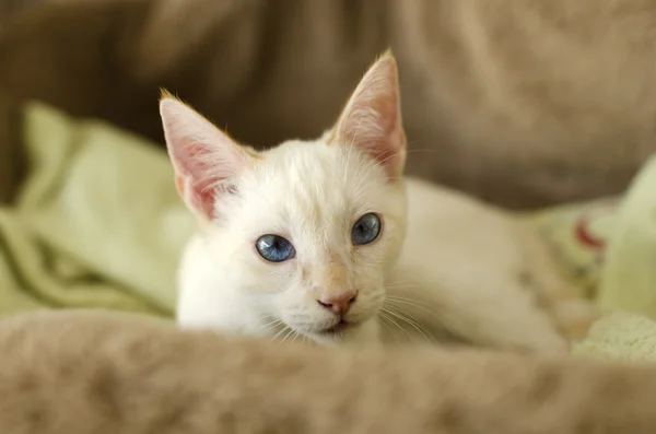 Kitten curious blue eyes looking — Stock Photo, Image