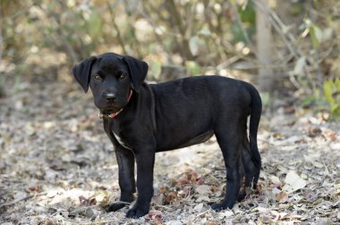Siyah köpek yavrusu köpek ayakta.