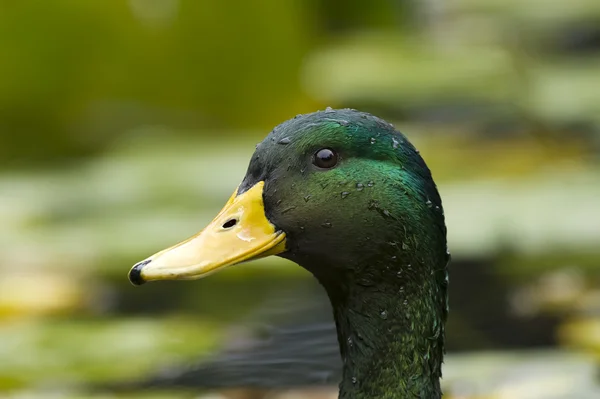 Mallard duck closeup. — Stock Photo, Image